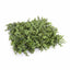 Deluxe Portable Buxus Hedges UV Stabilised 100cm Long X 55cm High-1