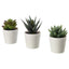 3 Pack of Artificial Succulent Potted Plants in White Plastic 6cm Pot Interior Decoration-0