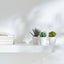 3 Pack of Artificial Succulent Potted Plants in White Plastic 6cm Pot Interior Decoration-3