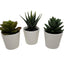 3 Pack of Artificial Succulent Potted Plants in White Plastic 6cm Pot Interior Decoration-5