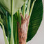 180cm Banana Tree - Artificial Plant, Home Decor Flora-4