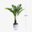 180cm Phoenix Palm - Artificial Plant, Home Decor Flora-3