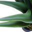 Agave 60cm Plant-1