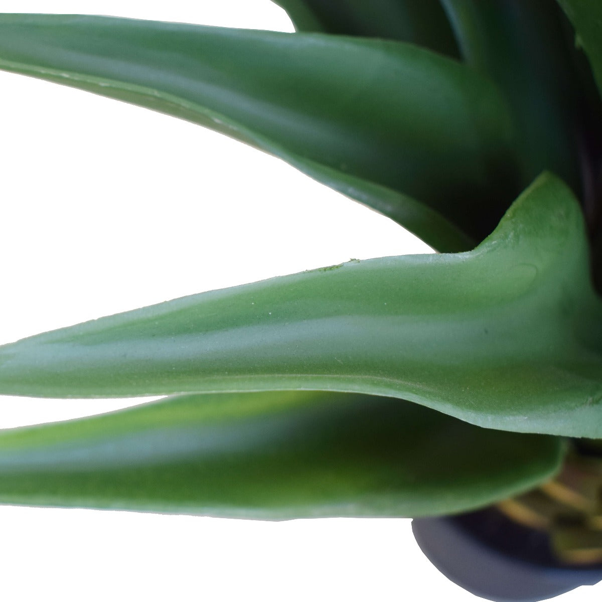 Agave 60cm Plant-1